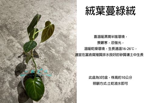 心葉蔓綠絨風水|探索心葉蔓綠絨風水的魅力與秘密 – 植物盆栽綠寶典